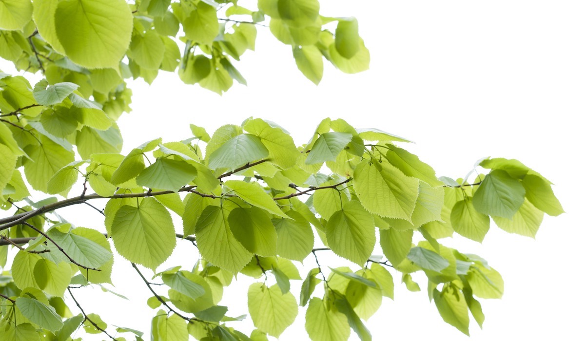 Birch tree leaves
